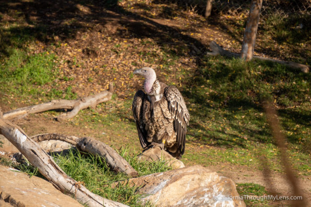 best safari park in california