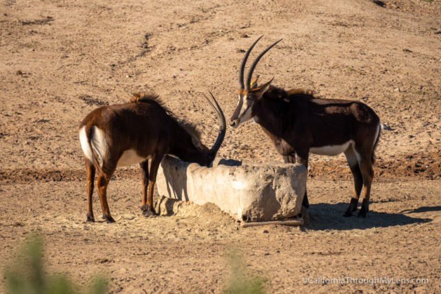 best safari park in california