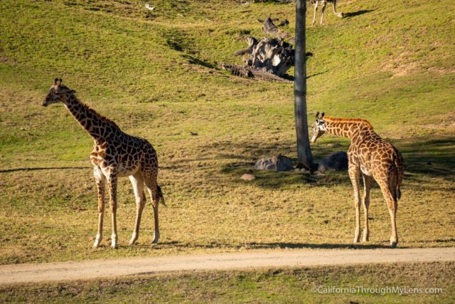 best safari park in california