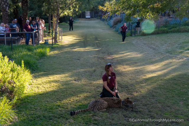 best safari park in california