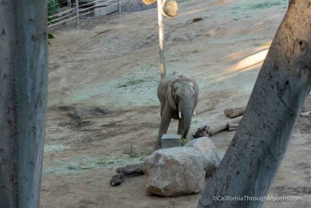 safari park escondido california