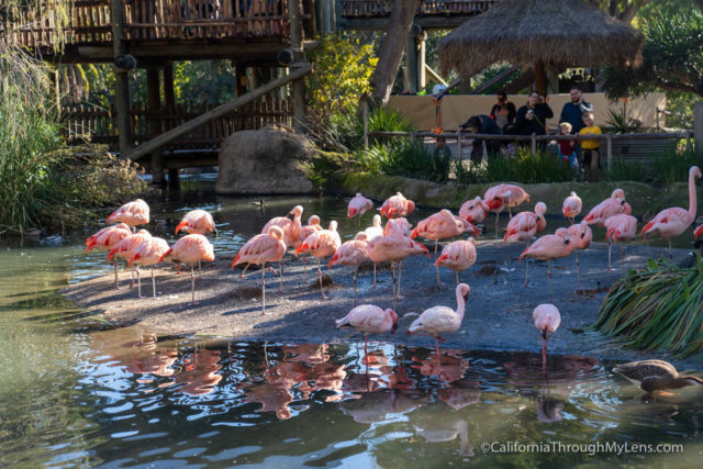 best safari park in california