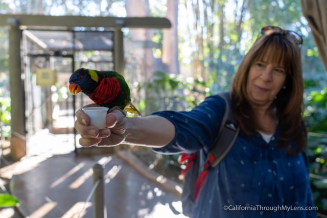 safari park escondido california