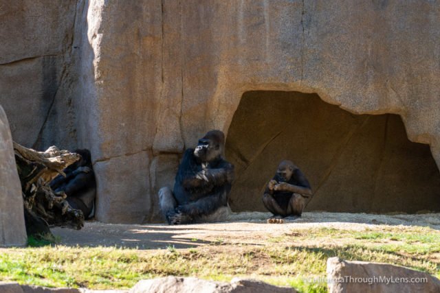 safari park escondido california