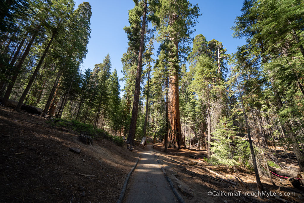 Trail of 100 Giants in Sequoia National Forest - California Through My Lens