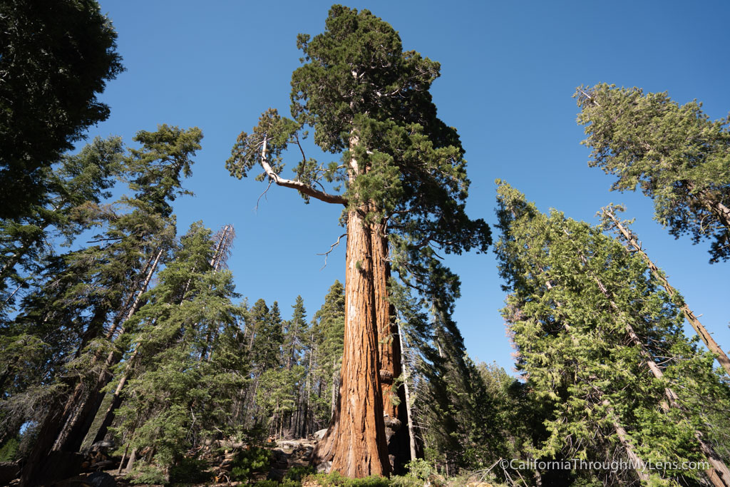 Trail of 100 Giants in Sequoia National Forest - California Through My Lens