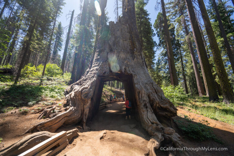 Hiking to Tuolumne Grove in Yosemite National Park