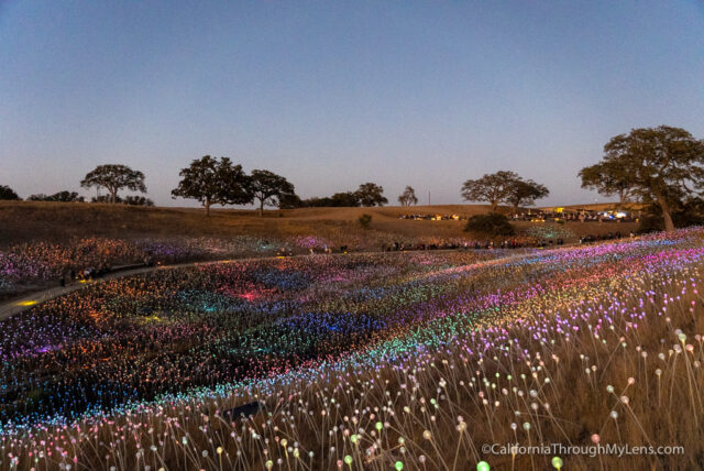 Sensorio Field of Light Art Exhibit in Paso Robles - California Through My  Lens