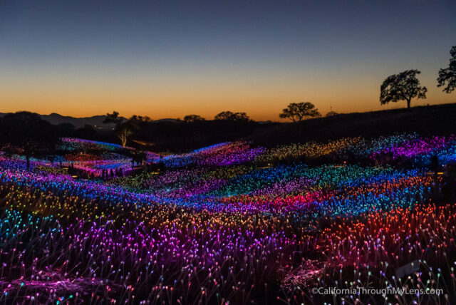 Sensorio Field of Light Art Exhibit in Paso Robles - California Through My  Lens