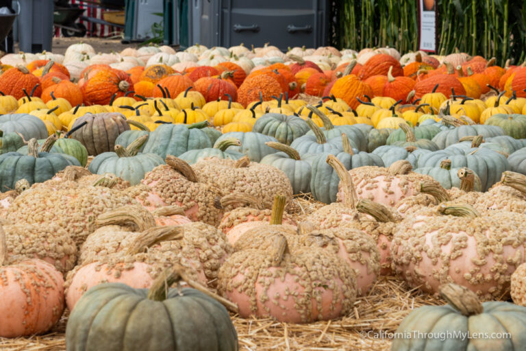 5 Great Southern California Pumpkin Patches to visit near Los Angeles