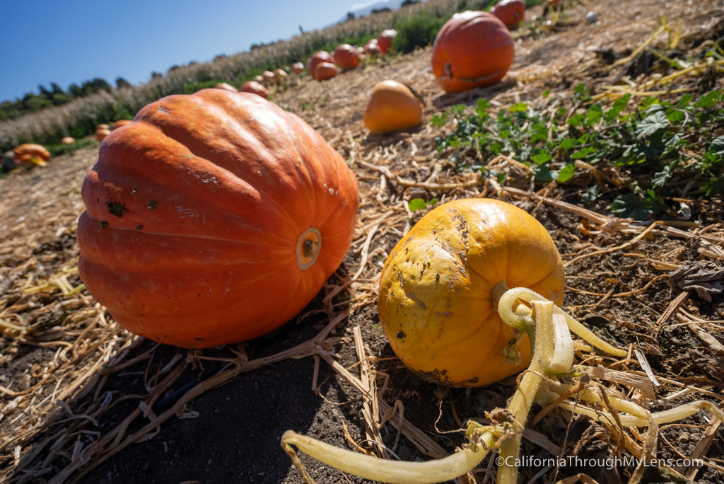 Solvang Farmer Pumpkin Patch in California's Danish Town California