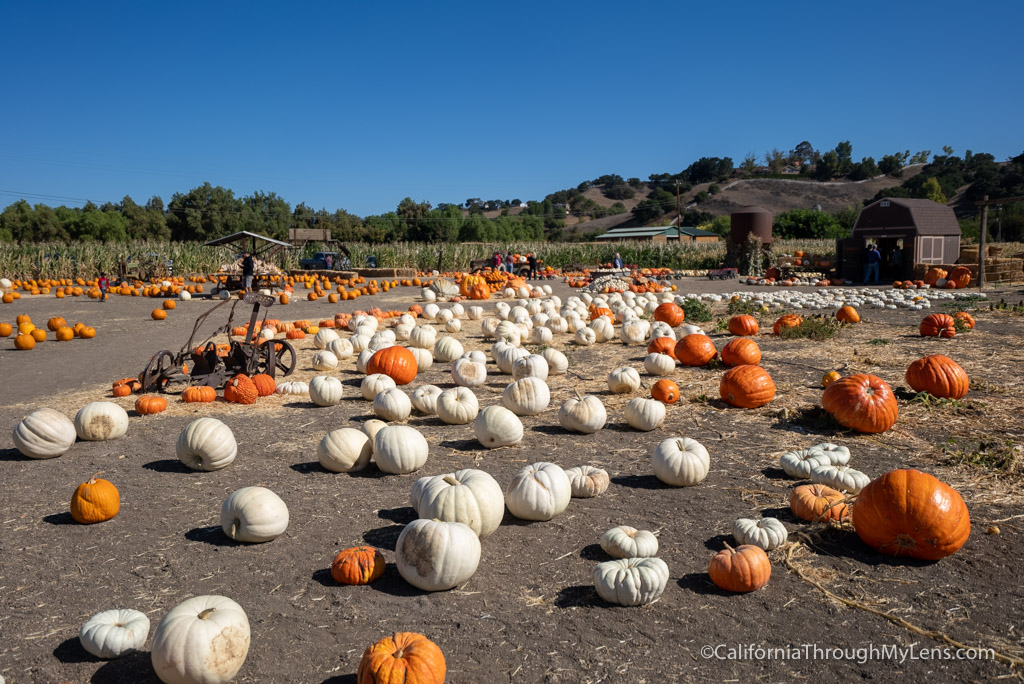 Solvang Farmer Pumpkin Patch In California's Danish Town - California ...