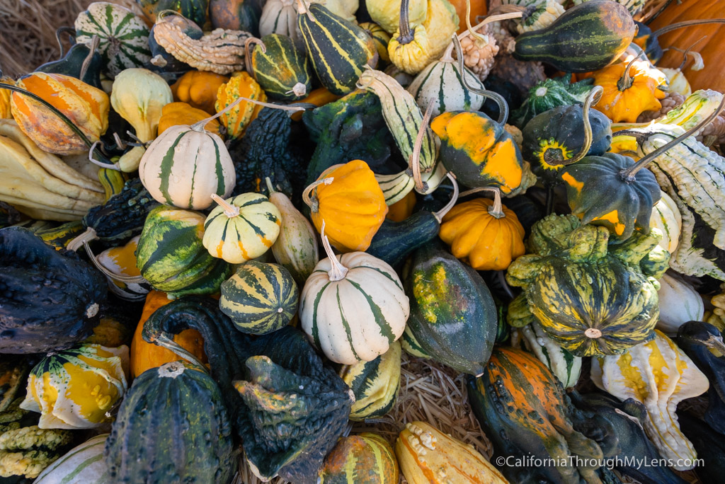 Solvang Farmer Pumpkin Patch in California's Danish Town California