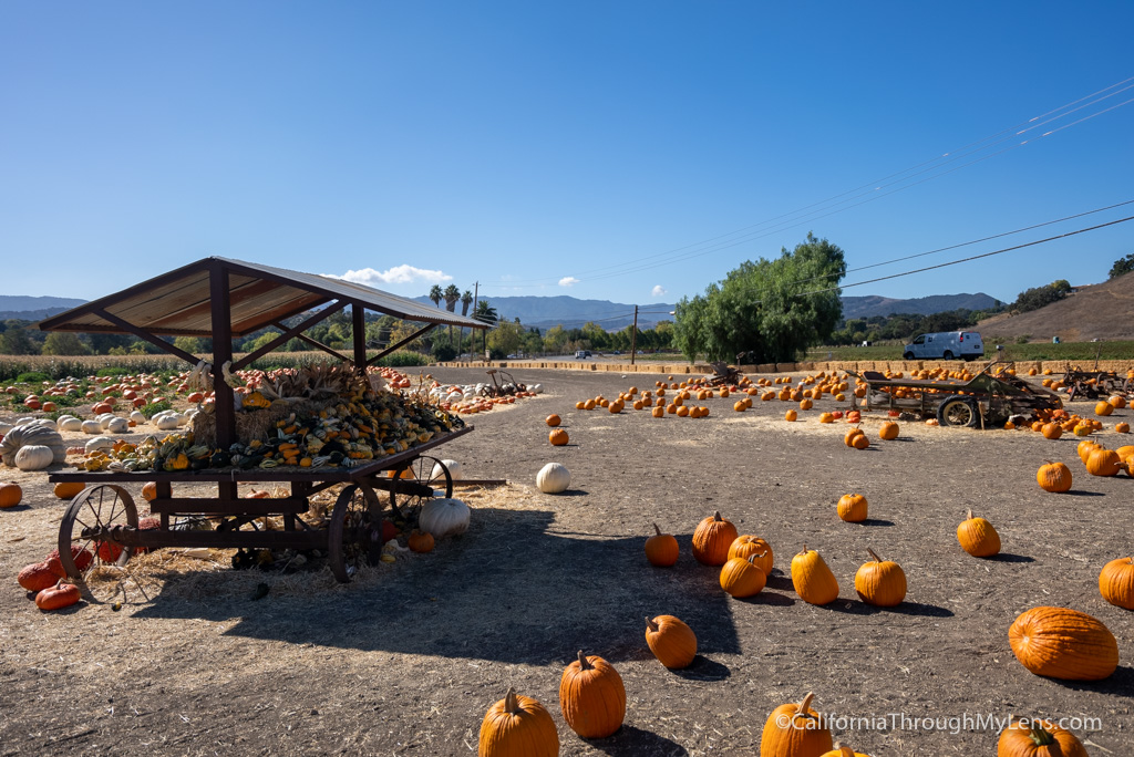 Solvang Farmer Pumpkin Patch in California's Danish Town California