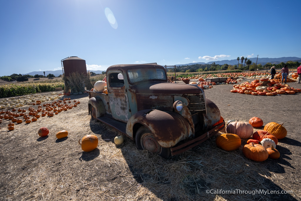 Solvang Farmer Pumpkin Patch in California's Danish Town California