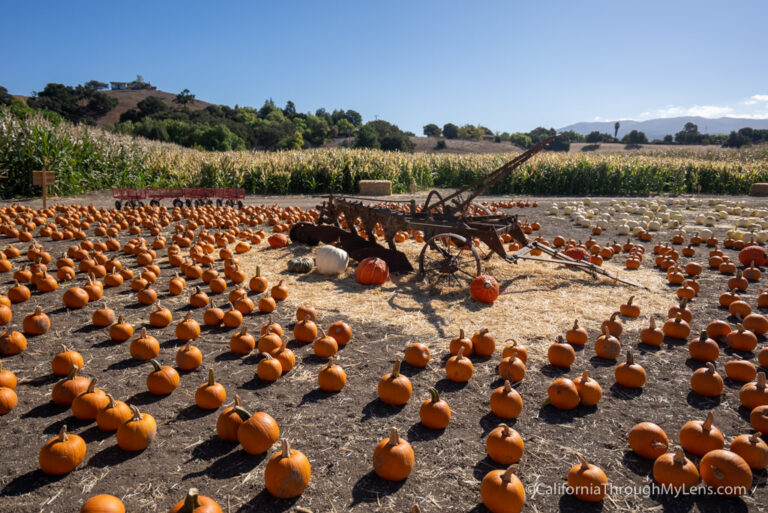 Solvang Farmer Pumpkin Patch in California's Danish Town California