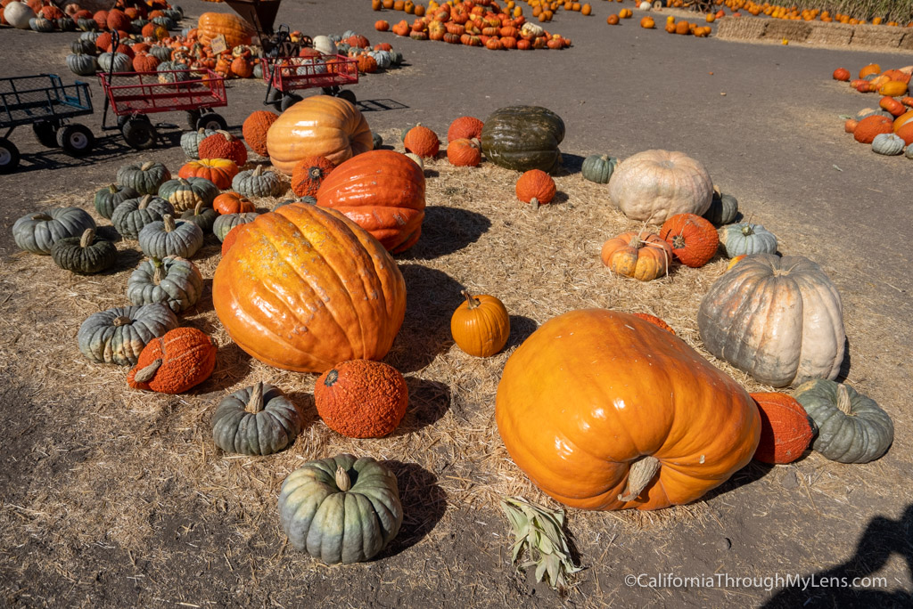 Solvang Farmer Pumpkin Patch in California's Danish Town California