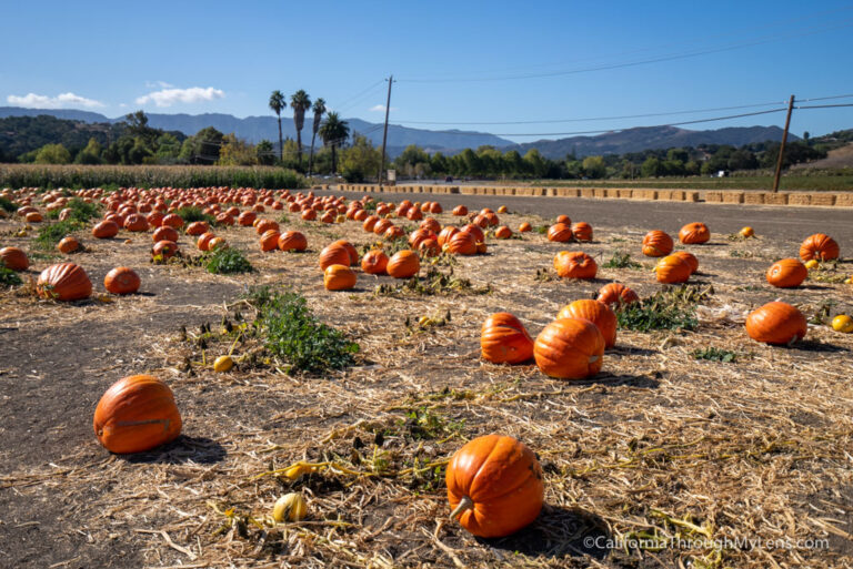 Solvang Farmer Pumpkin Patch in California’s Danish Town