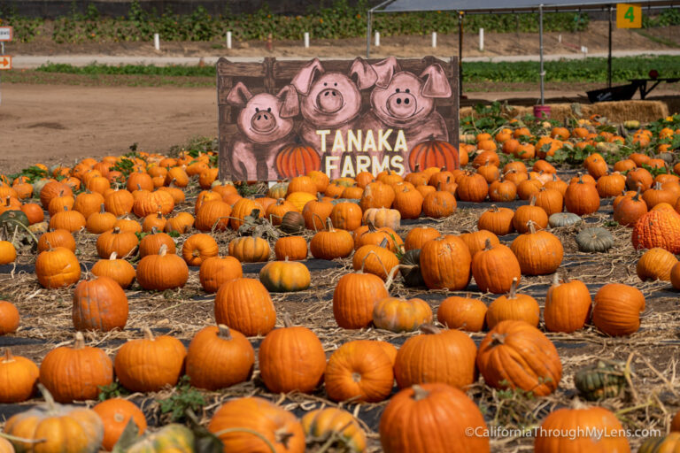 Tanaka Farms & Pumpkin Patch in Irvine