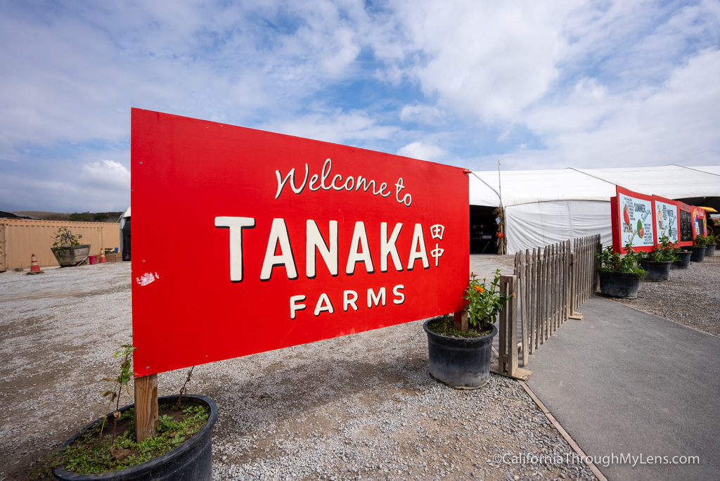 Tanaka Farms & Pumpkin Patch in Irvine - California Through My Lens