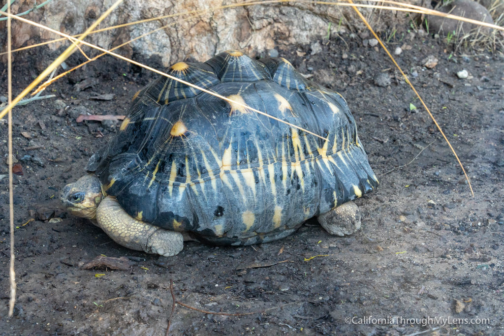 Santa Barbara Zoo: One Of The Better Small Zoos In California 