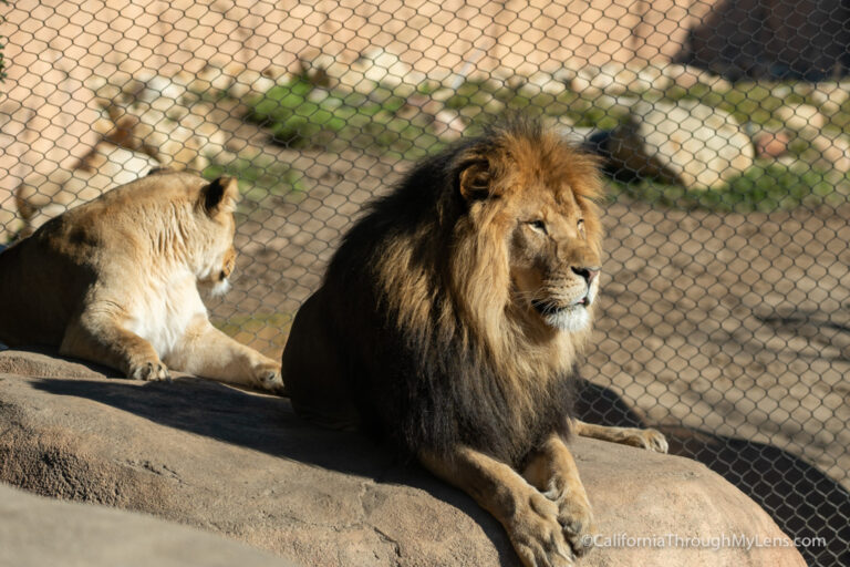 Santa Barbara Zoo: One of the Better Small Zoos in California