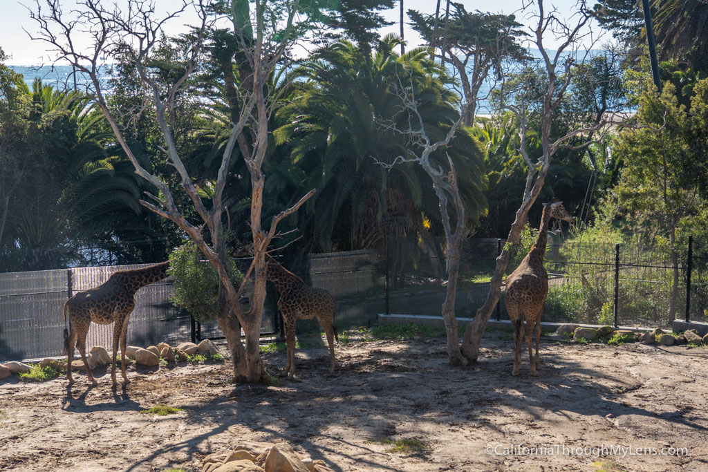 Santa Barbara Zoo One of the Better Small Zoos in California